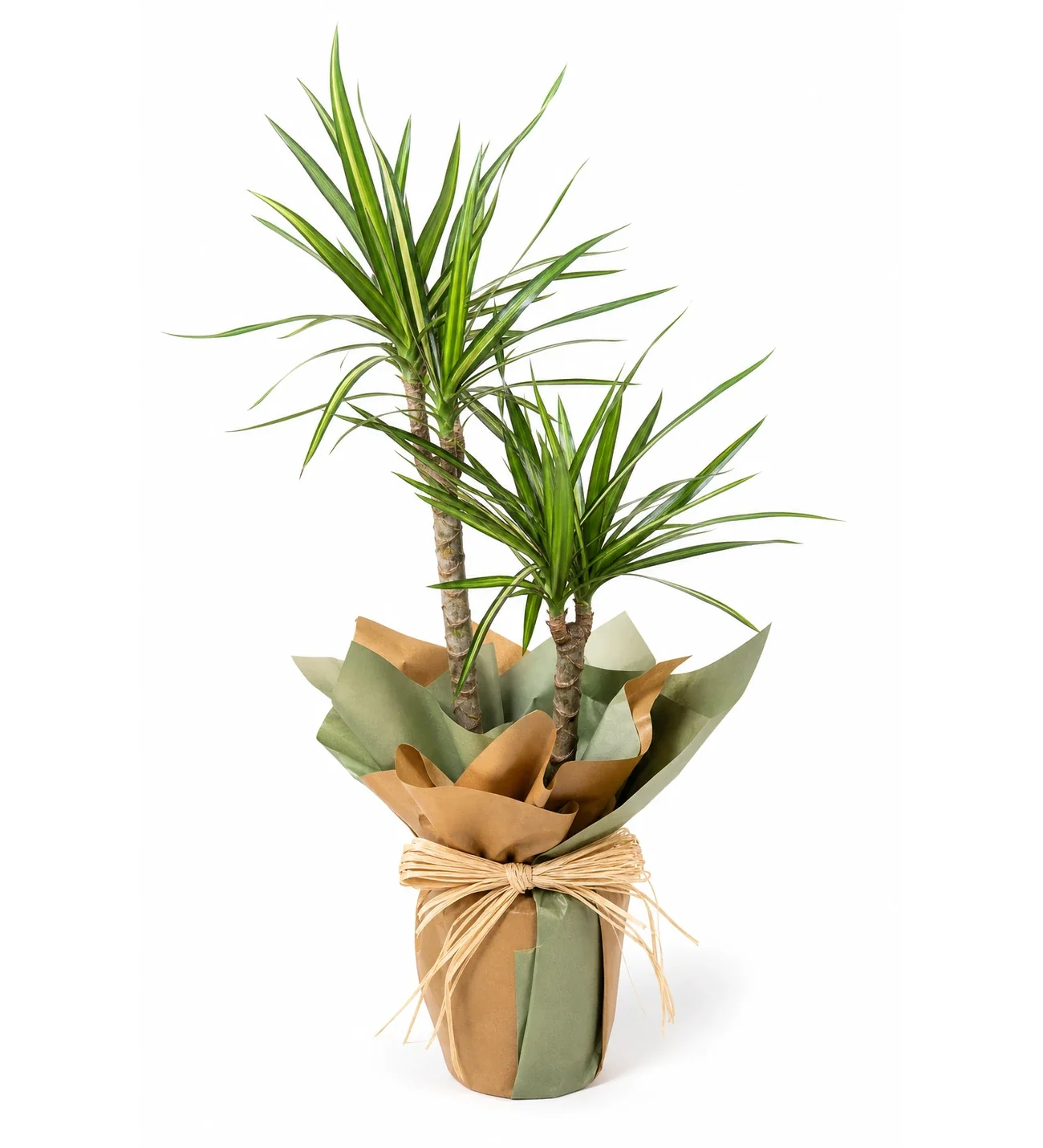 2 Köklü Marginata Dracena