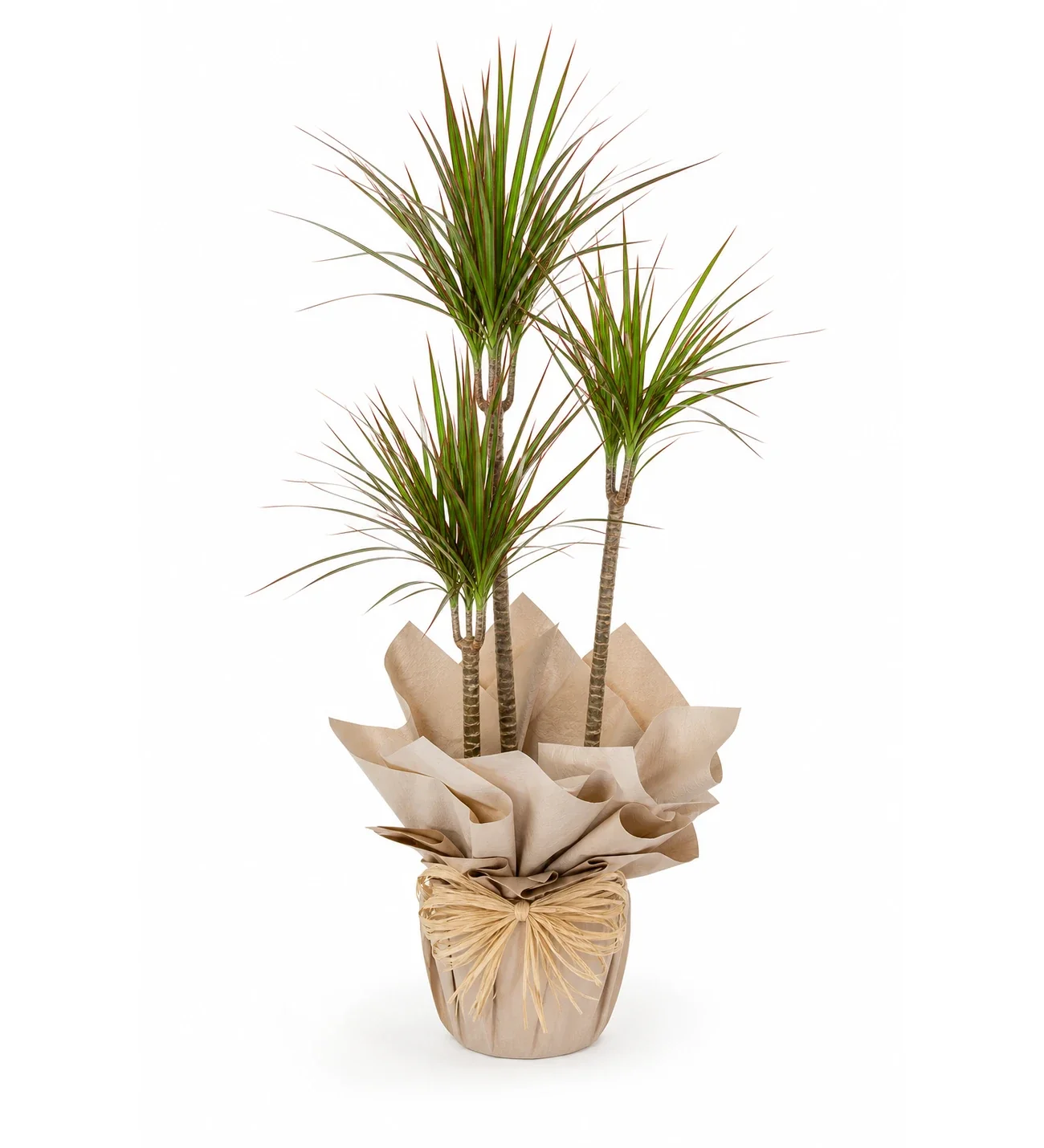 3 Köklü Dracena Marginata