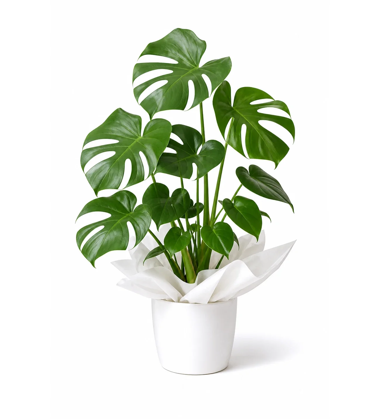 Beyaz Saksıda Monstera Deve Tabanı