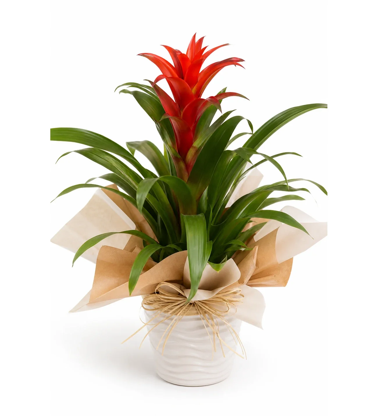 Buketli Polimer Saksıda Guzmania