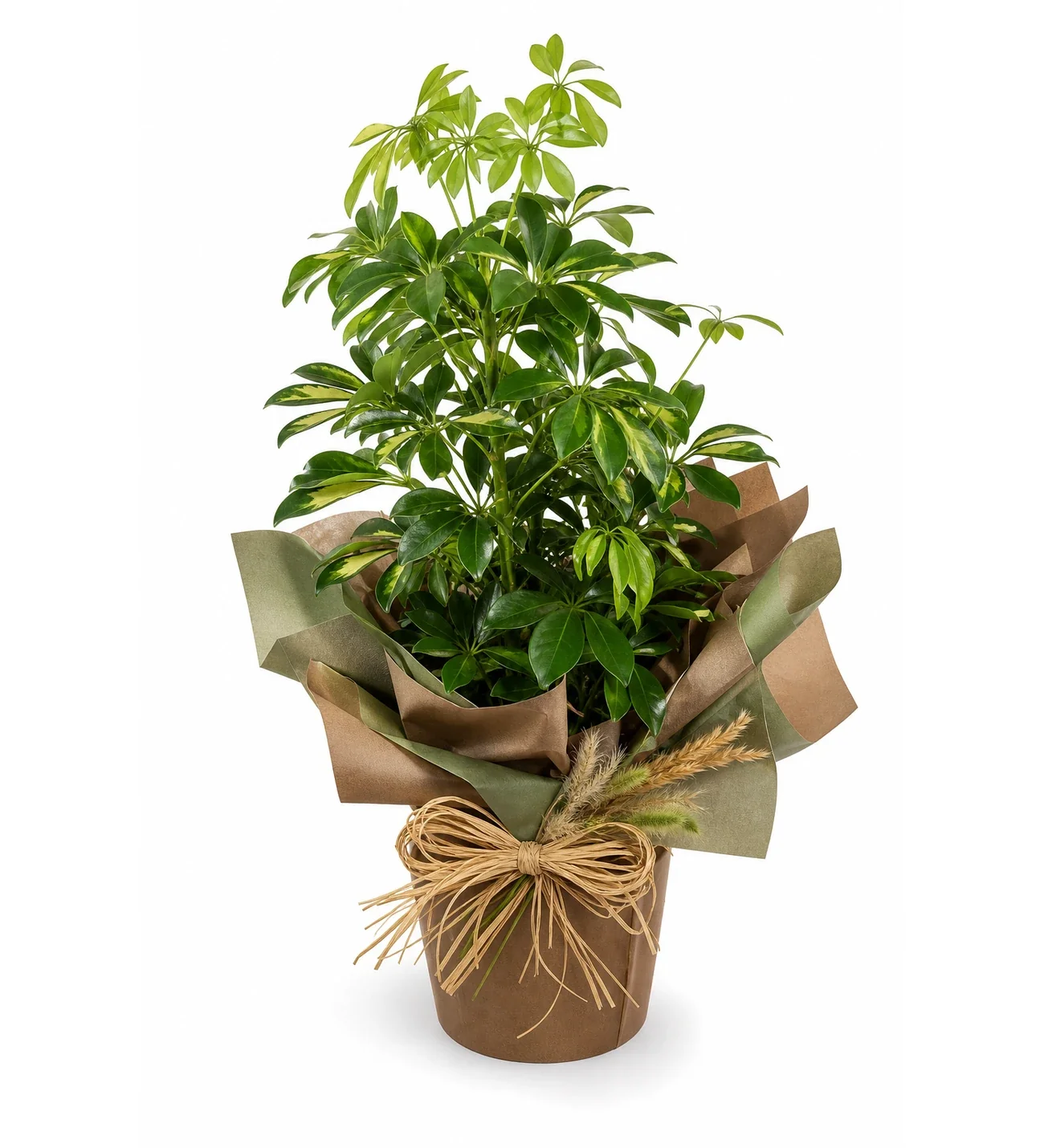 Kahverengi Yeşil Buketli Saksıda Schefflera