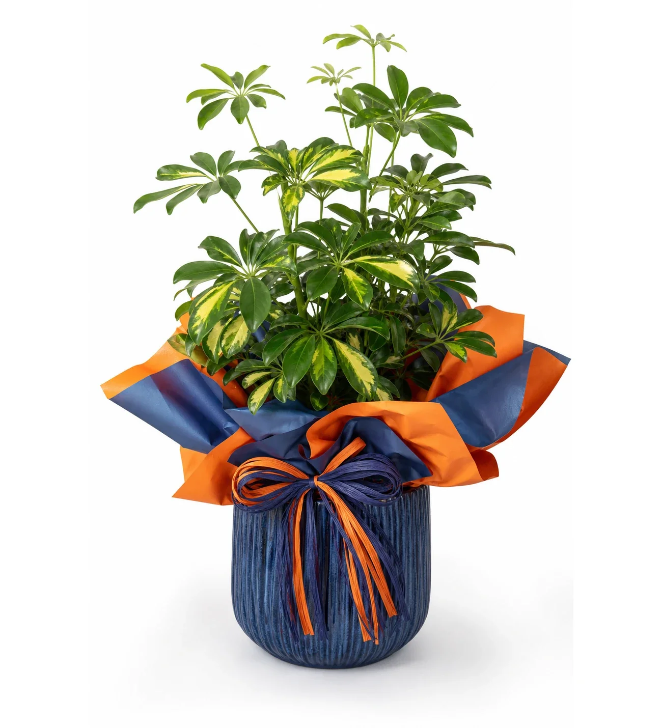 Turuncu Mavi Buketli Polimer Saksıda Schefflera