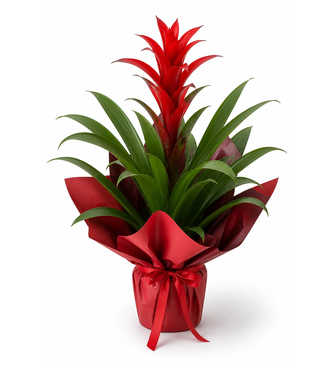 Kırmızı Guzmania